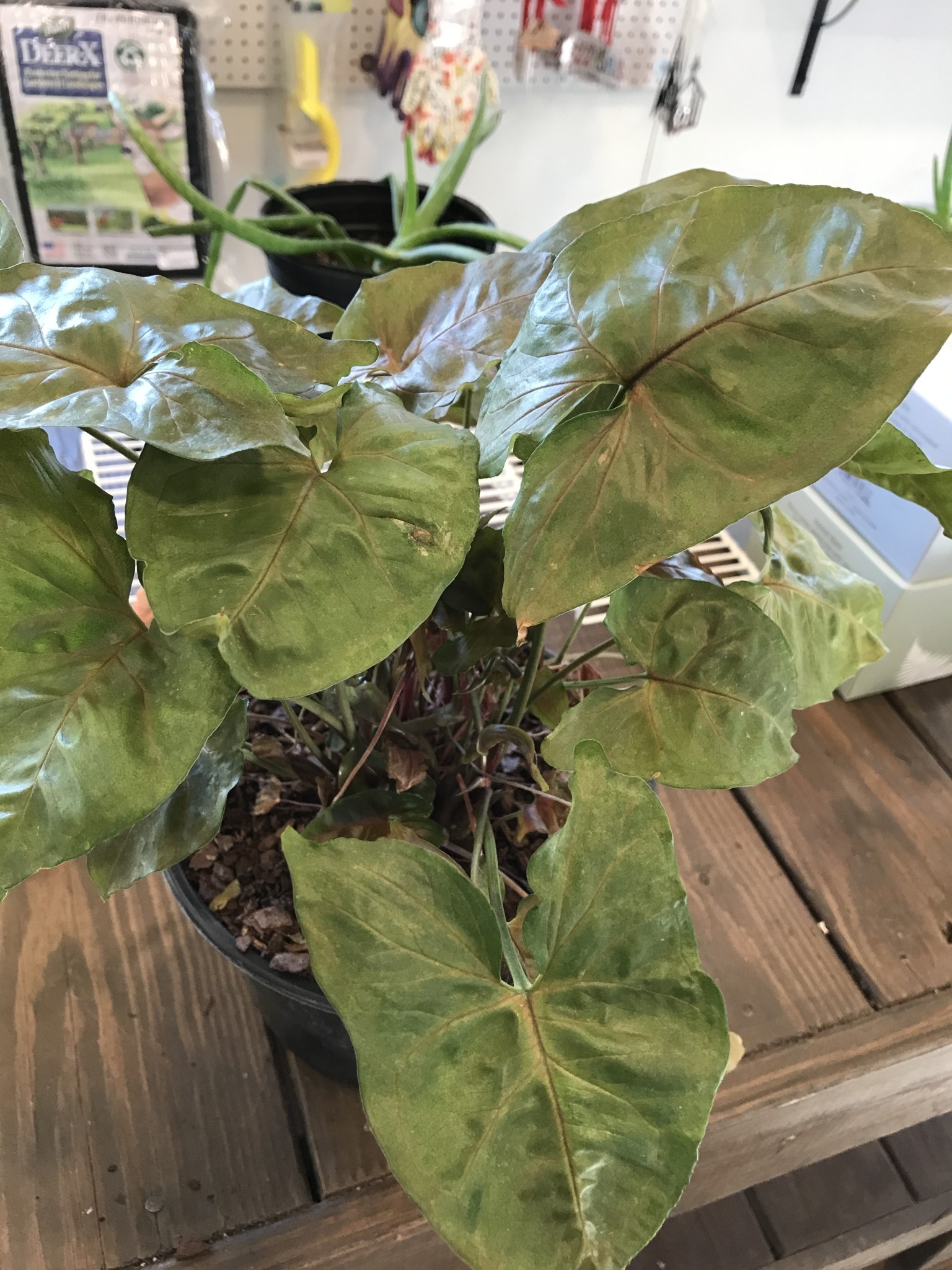 Nephthytis, Syngonium podophyllum, Assorted 8"