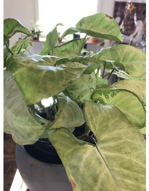 Nephthytis, Syngonium podophyllum, 1G