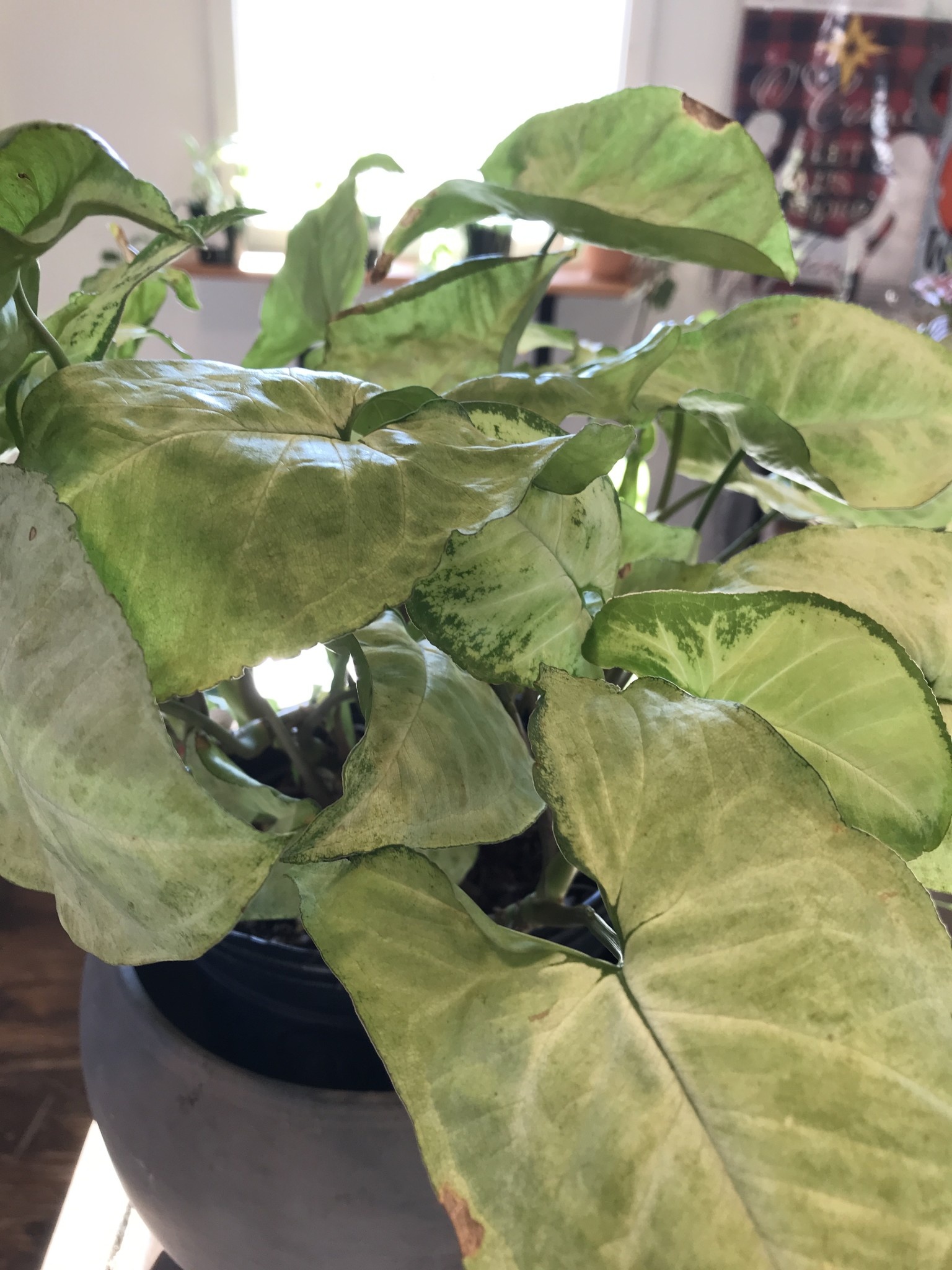 Nephthytis, Syngonium podophyllum, 1G