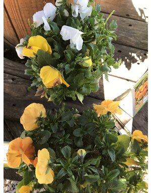 Pansy Matrix Citrus Mix 6"