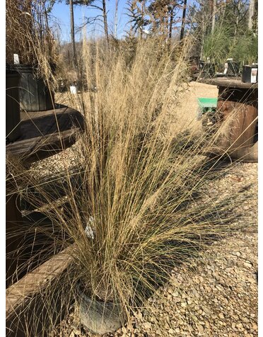 Grass Muhly White Cloud 3GAL