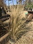 Grass Muhly White Cloud 3GAL
