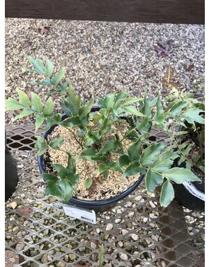 Fern, Cyrtomium falcatum 'Holly Fern' 1G