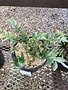 Fern Holly 1 Gal