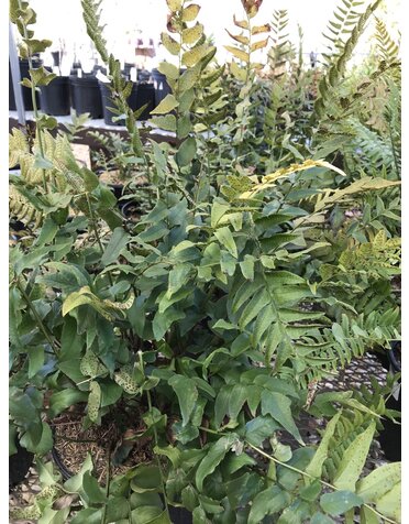 Fern Holly 'Fortunes' 3 Gal