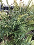 Fern, Cyrtomium fortunei 'Fortune's Holly' 3G
