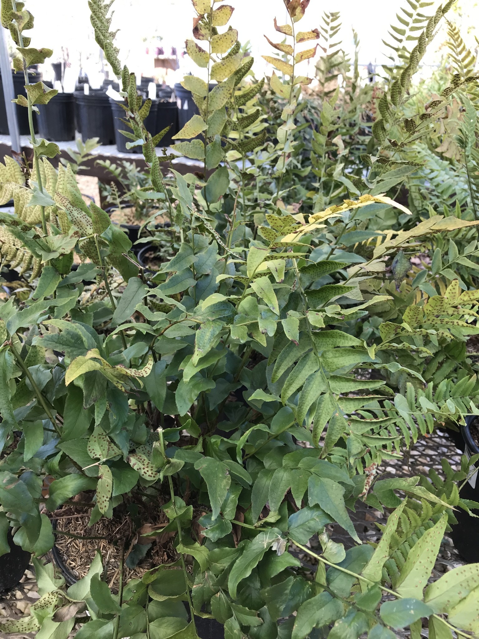 Fern, Cyrtomium fortunei 'Fortune's Holly' 3G