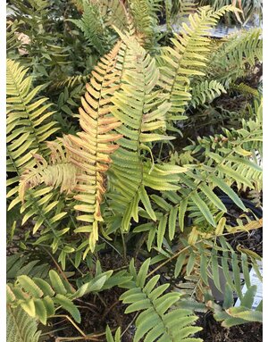 Fern, Dryopteris cycadina 'Shaggy Shield' 1G
