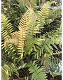 Fern, Dryopteris cycadina 'Shaggy Shield' 1G