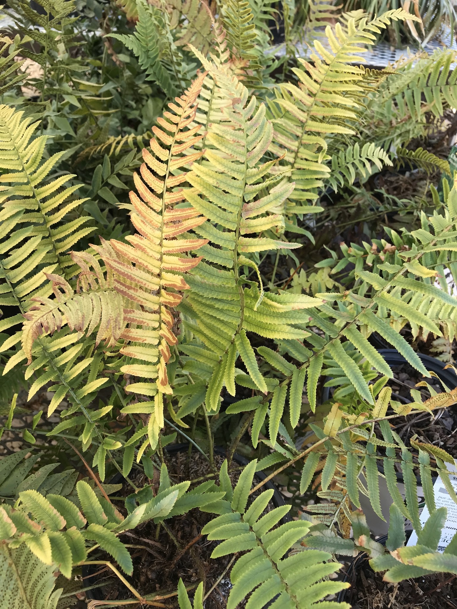 Fern, Dryopteris cycadina 'Shaggy Shield' 1G