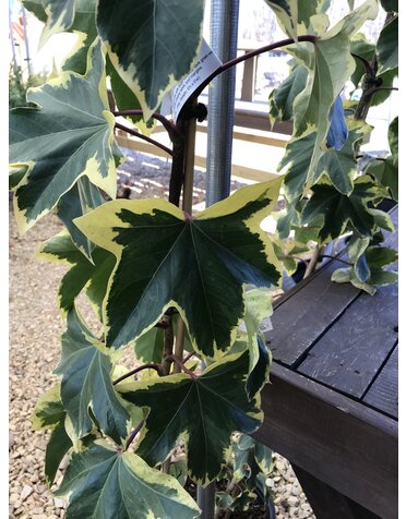 Tree Ivy, Fatshedera hybrid 'Angyo Star' 3G