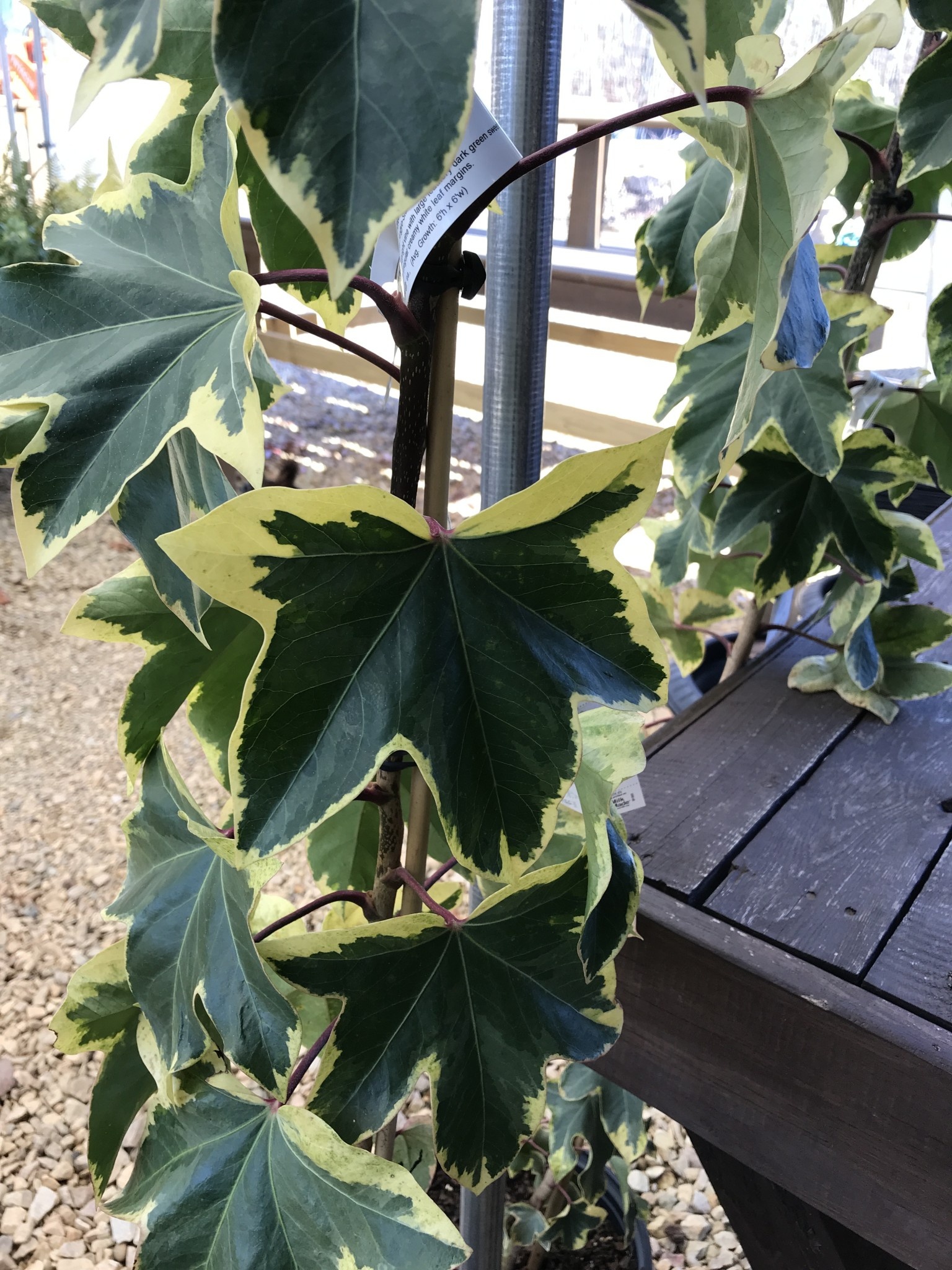 Tree Ivy, Fatshedera hybrid 'Angyo Star' 3G