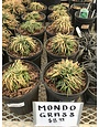 Mondo Grass 1G