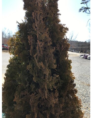 Arborvitae,  Thuja occidentalis 'Degroots Spire' 10G
