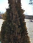 Arborvitae, Thuja occidentalis 'Degroots Spire' 10G