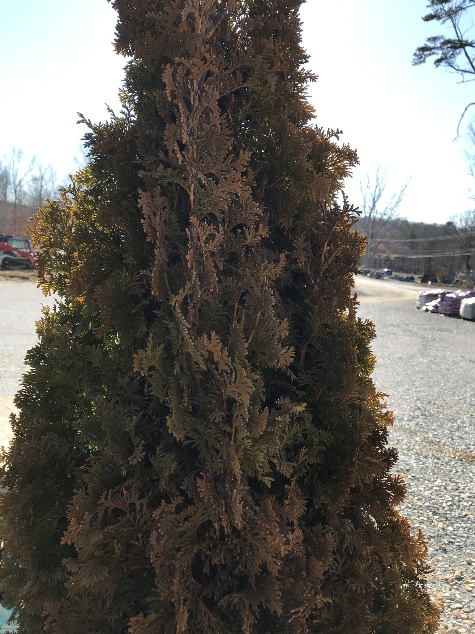 Arborvitae,  Thuja occidentalis 'Degroots Spire' 10G