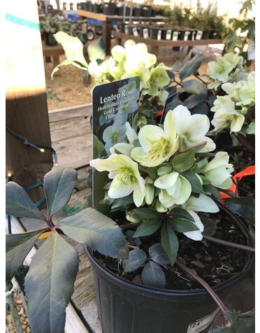 Lenten Rose, Helleborus x ericsmithii 'COSEH 730' HGC® Champion 4Q