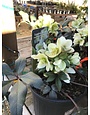 Lenten Rose, Helleborus x ericsmithii 'COSEH 730' HGC® Champion 4Q