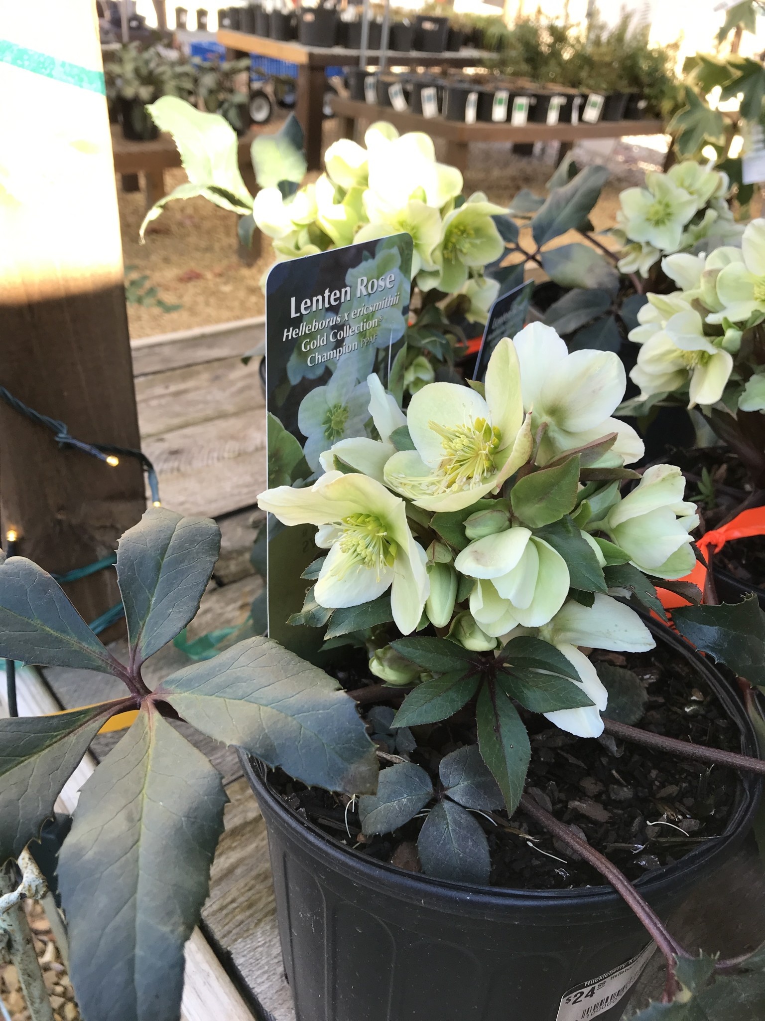 Lenten Rose, Helleborus x ericsmithii 'COSEH 730' HGC® Champion 4Q