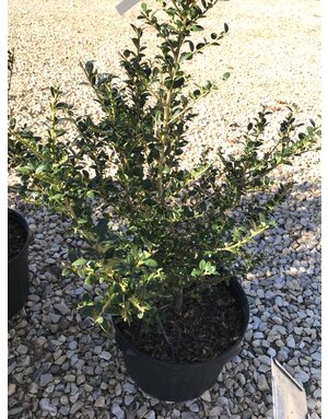 Holly, Ilex crenata 'Steeds' 5G