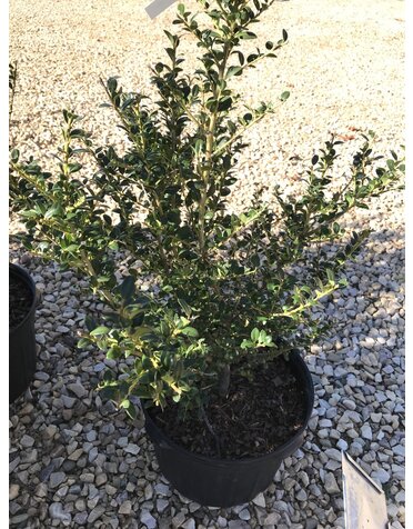 Holly, Ilex crenata 'Steeds' 5G