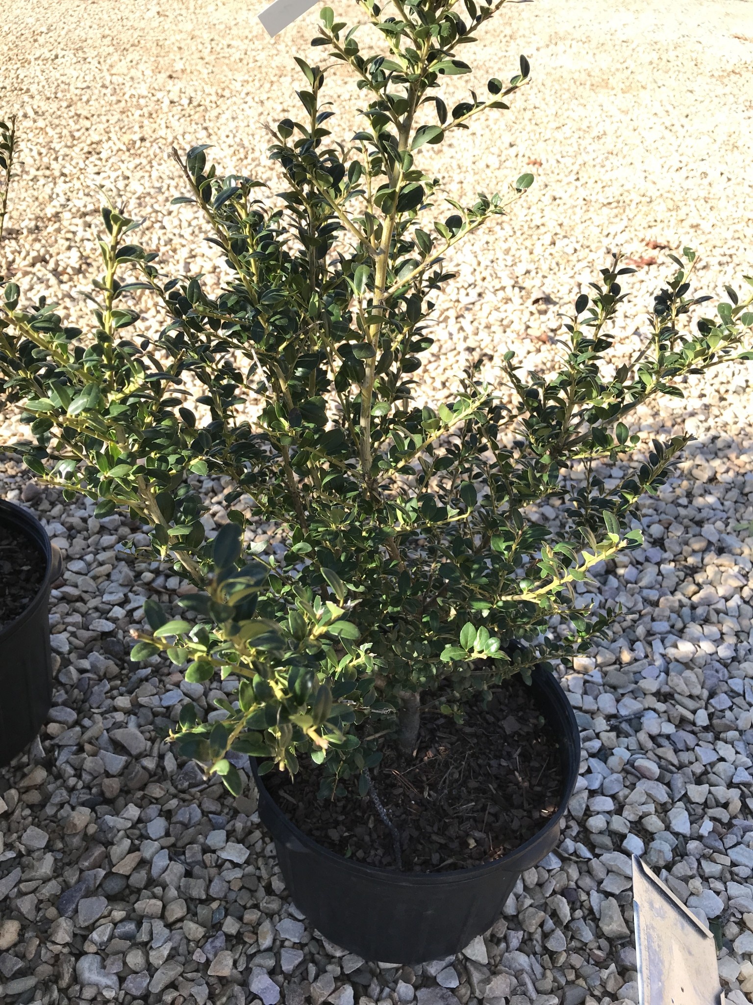 Holly, Ilex crenata 'Steeds' 5G