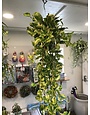 Pothos, Pothos 'Golden' 8"HB