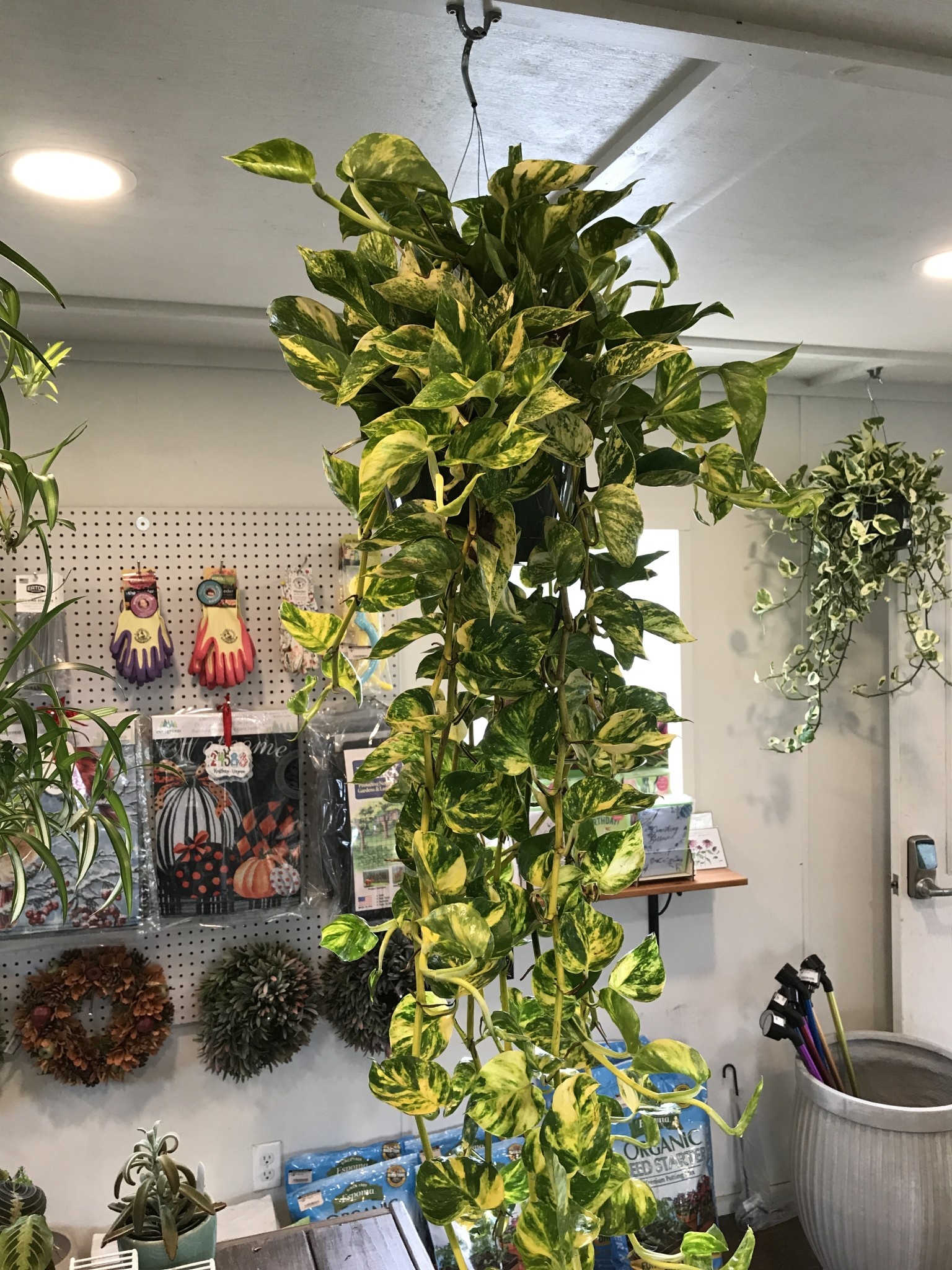 Hanging Basket, Golden Pothos 8"