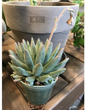 Succulent, Pachyphtum 'Little Jewel' 4”
