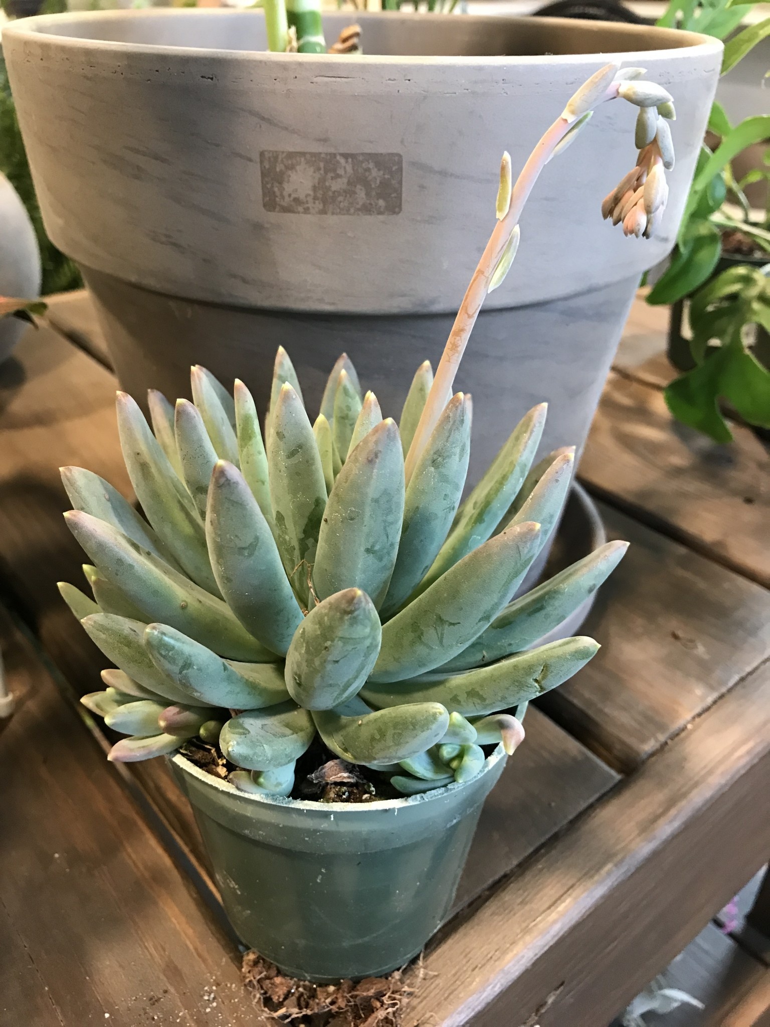 Succulent, Pachyphtum 'Little Jewel' 4”