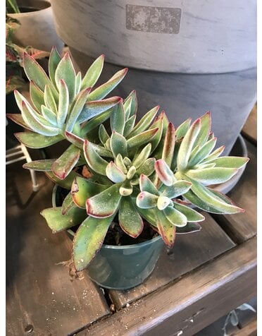 Succulent, Echeveria harmsill ‘Ruby Slipper’ 4”