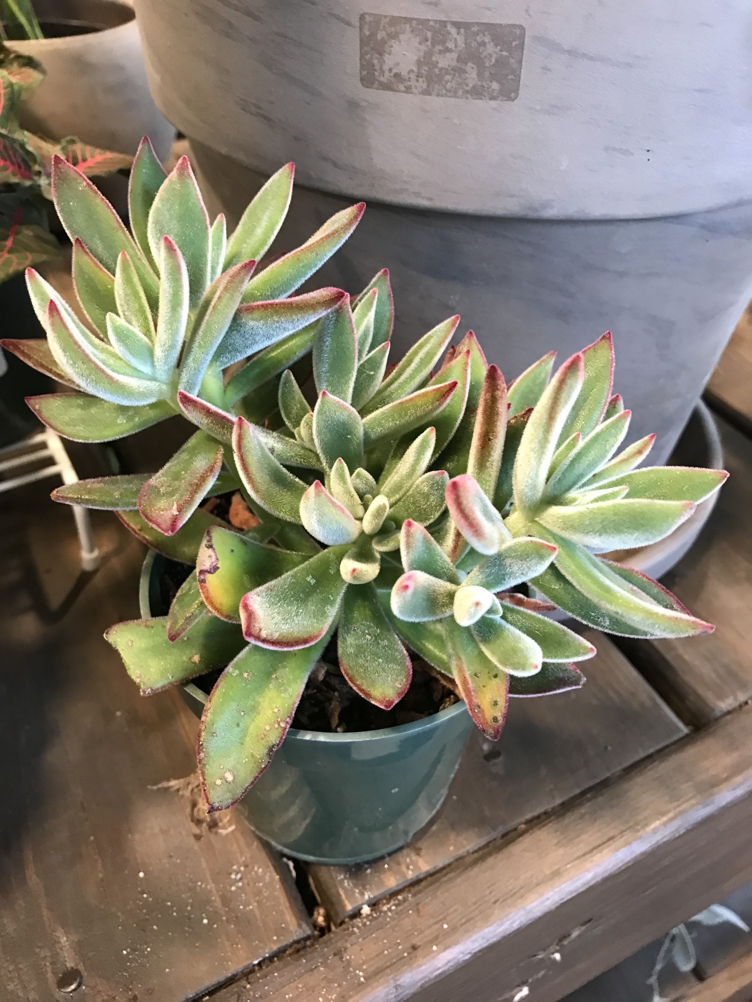 Succulent, Echeveria harmsill ‘Ruby Slipper’ 4”