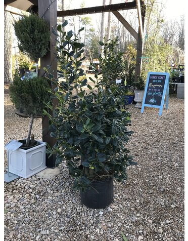 Holly, Ilex x 'Nellie R. Stevens' 7G