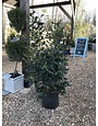Holly, Ilex x 'Nellie R. Stevens' 7G