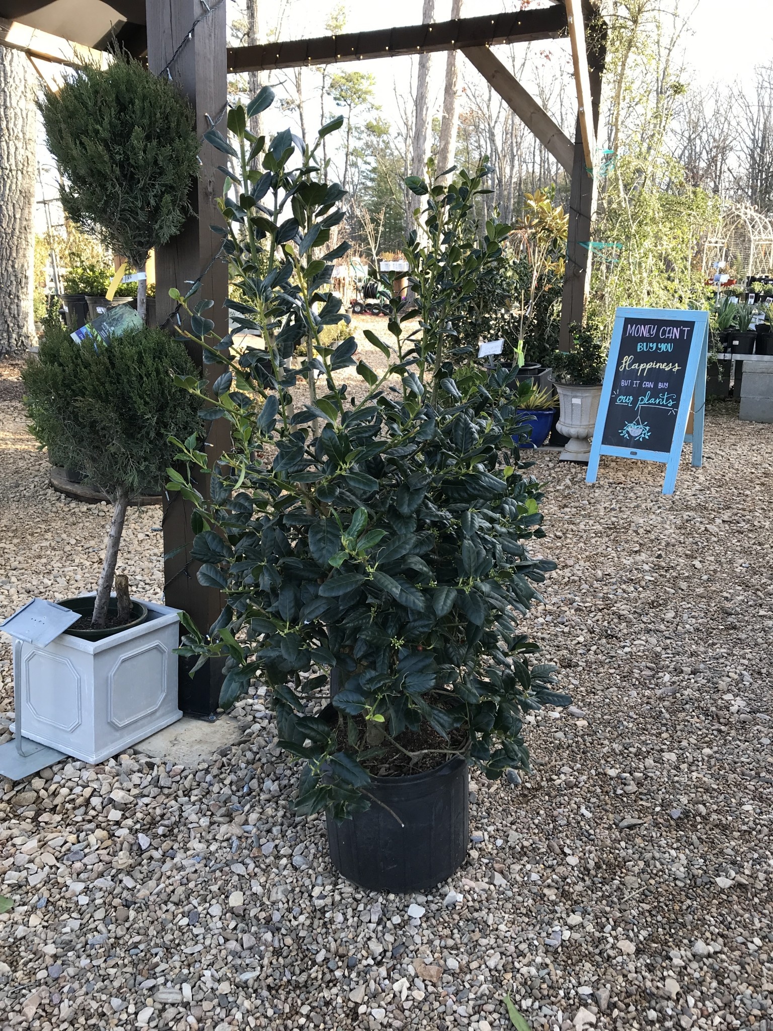 Holly, Ilex x 'Nellie R. Stevens' 7G