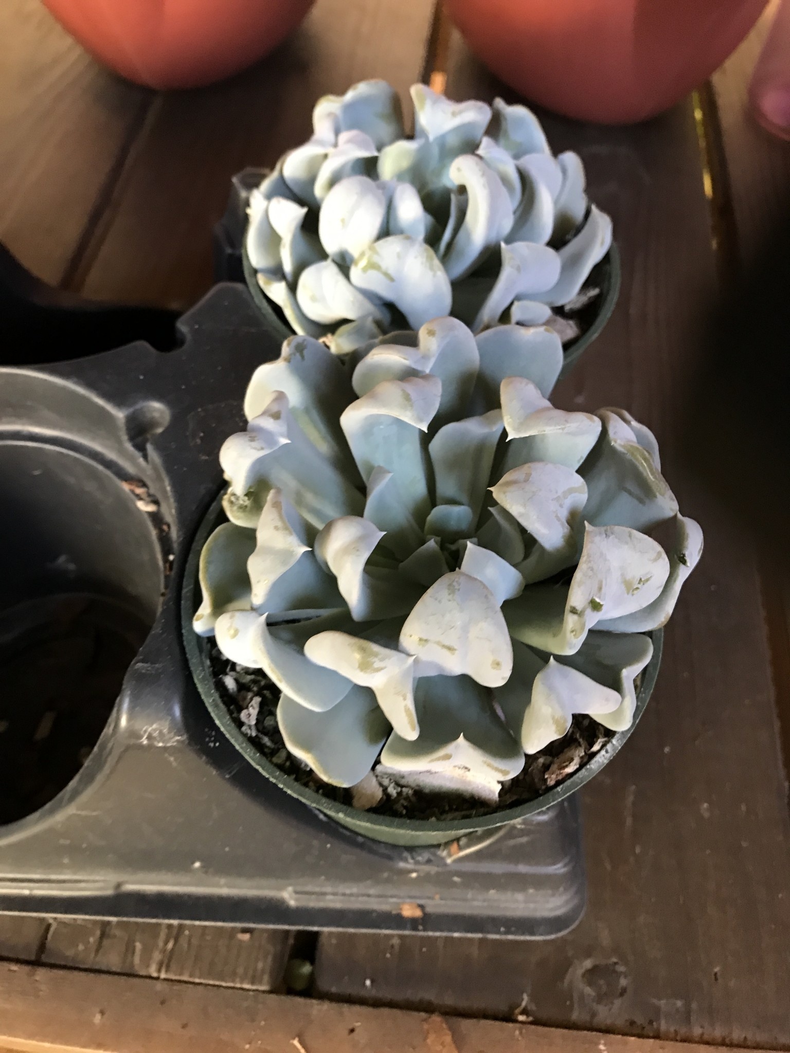 Succulent, Echeveria runyonii 'Topsy Turvy' 4"