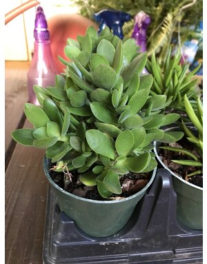 Jade, Crassula ovata 4"