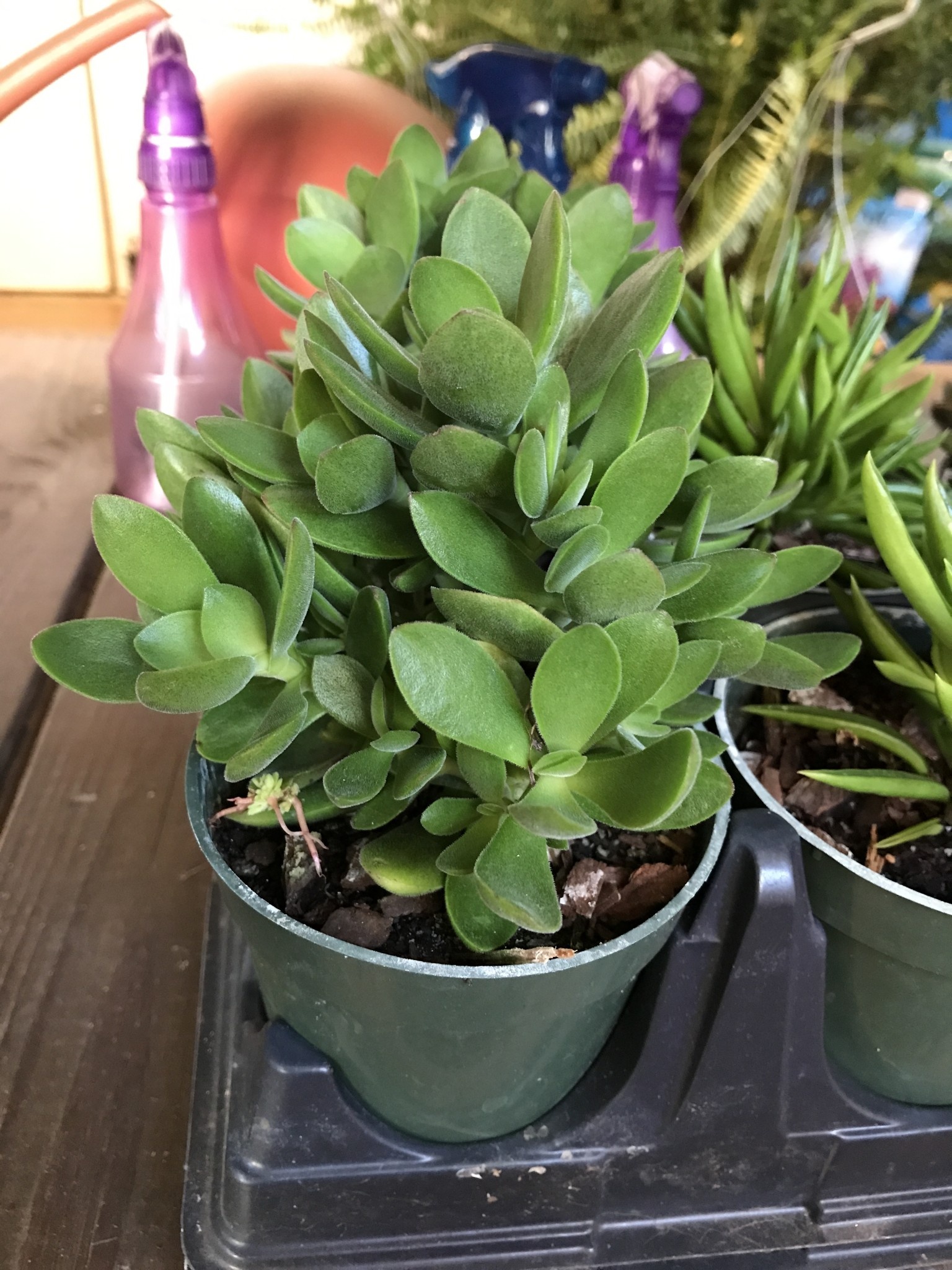 Jade, Crassula ovata 4"