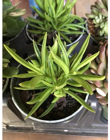 Peperomia, Peperomia ferreyrae ‘Happy Bean’ 4”