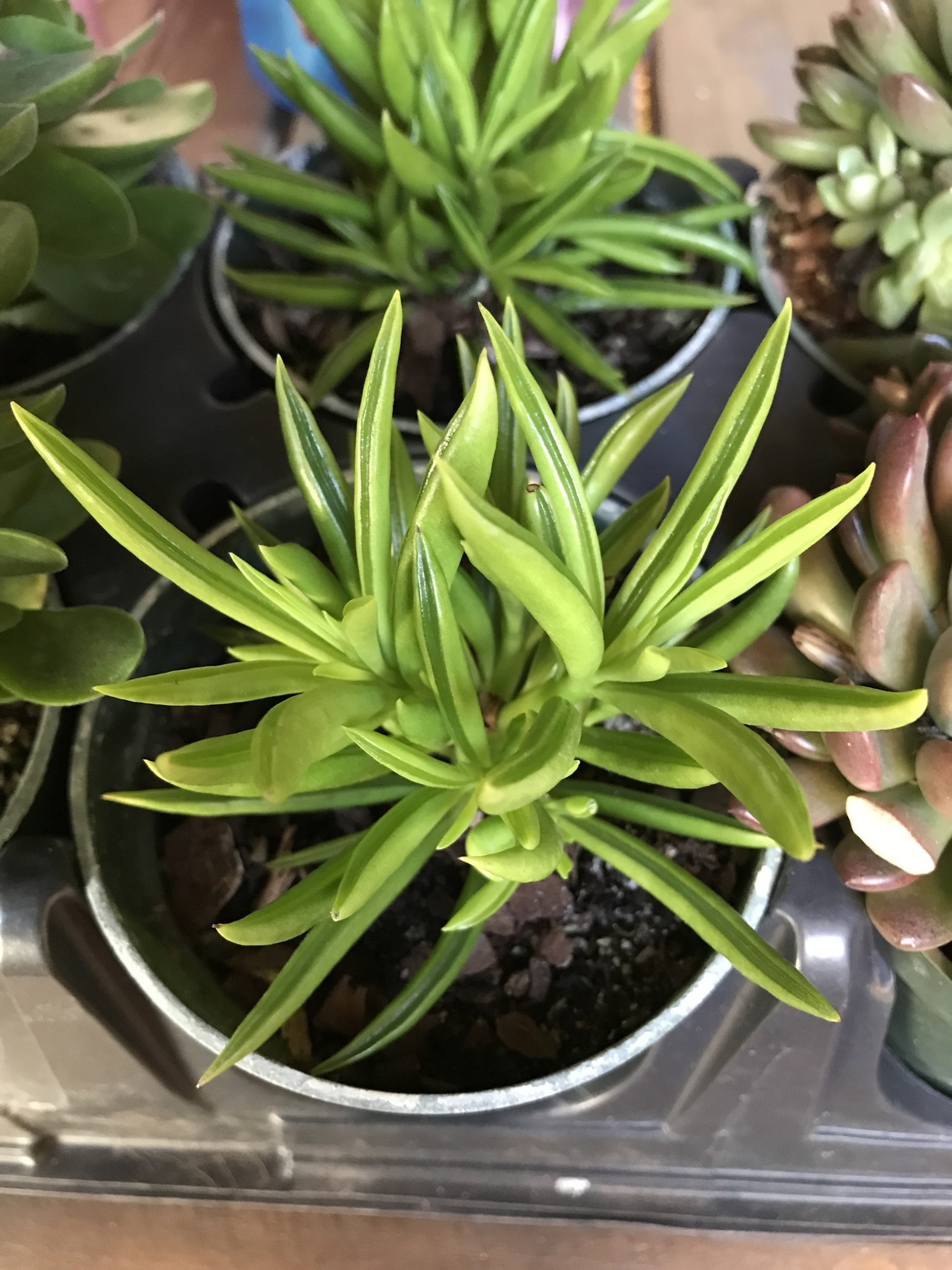 Peperomia, Peperomia ferreyrae ‘Happy Bean’ 4”