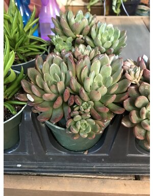 Succulent, Sedeveria ‘Pink Ruby’ 4”