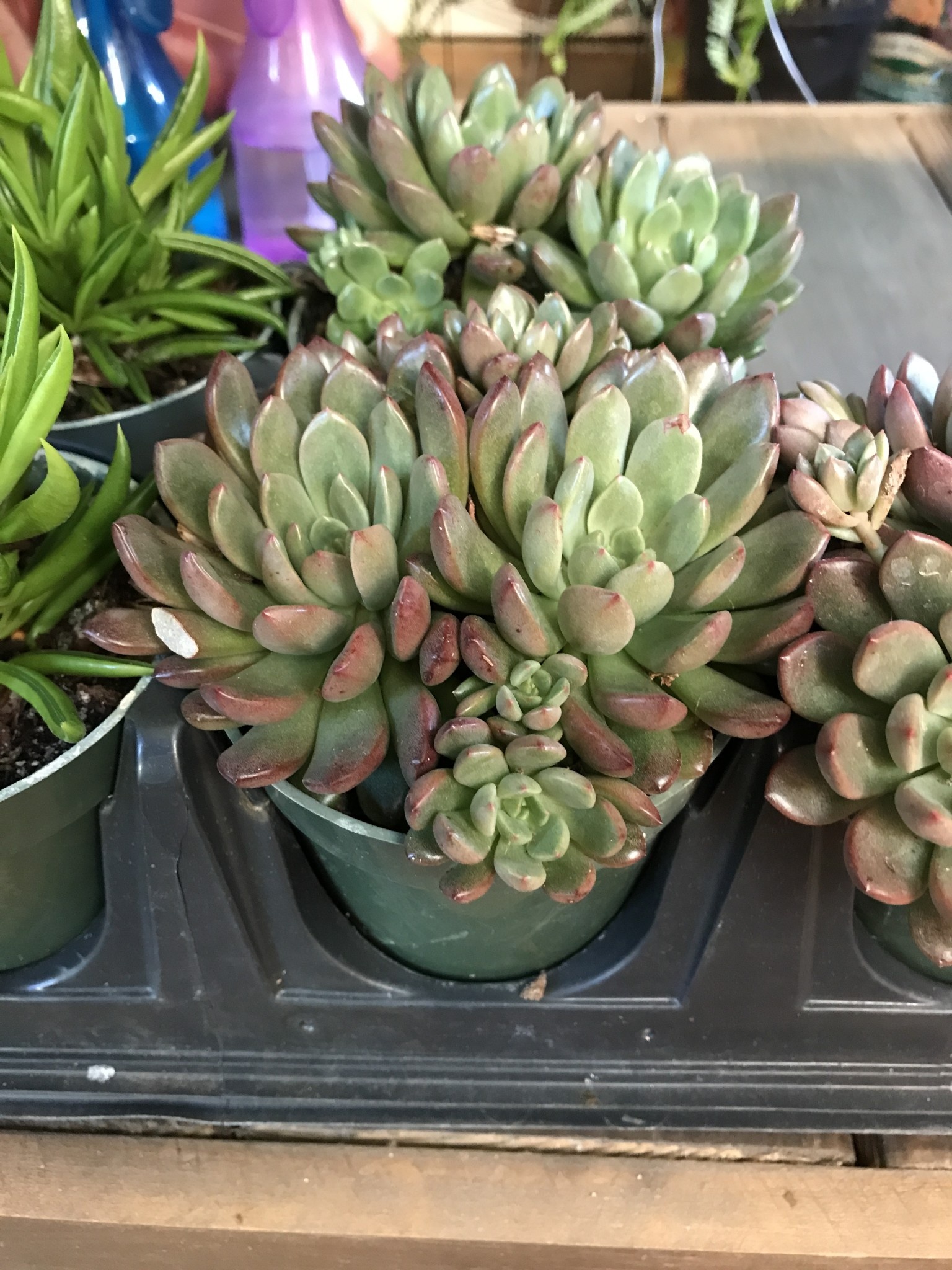 Succulent, Sedeveria ‘Pink Ruby’ 4”