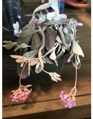 Kalanchoe pumila,  Flower Dust Plant 4”
