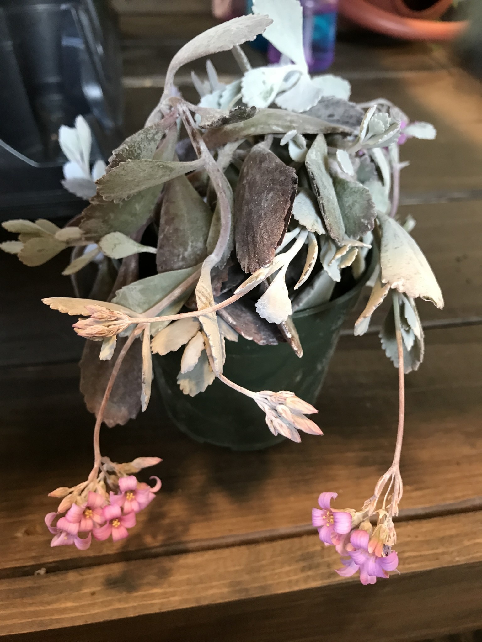 Kalanchoe pumila,  Flower Dust Plant 4”