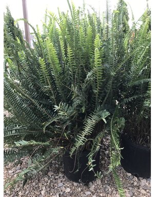 Fern, Nephrolepis obliterata 'Kimberly Queen' 10"