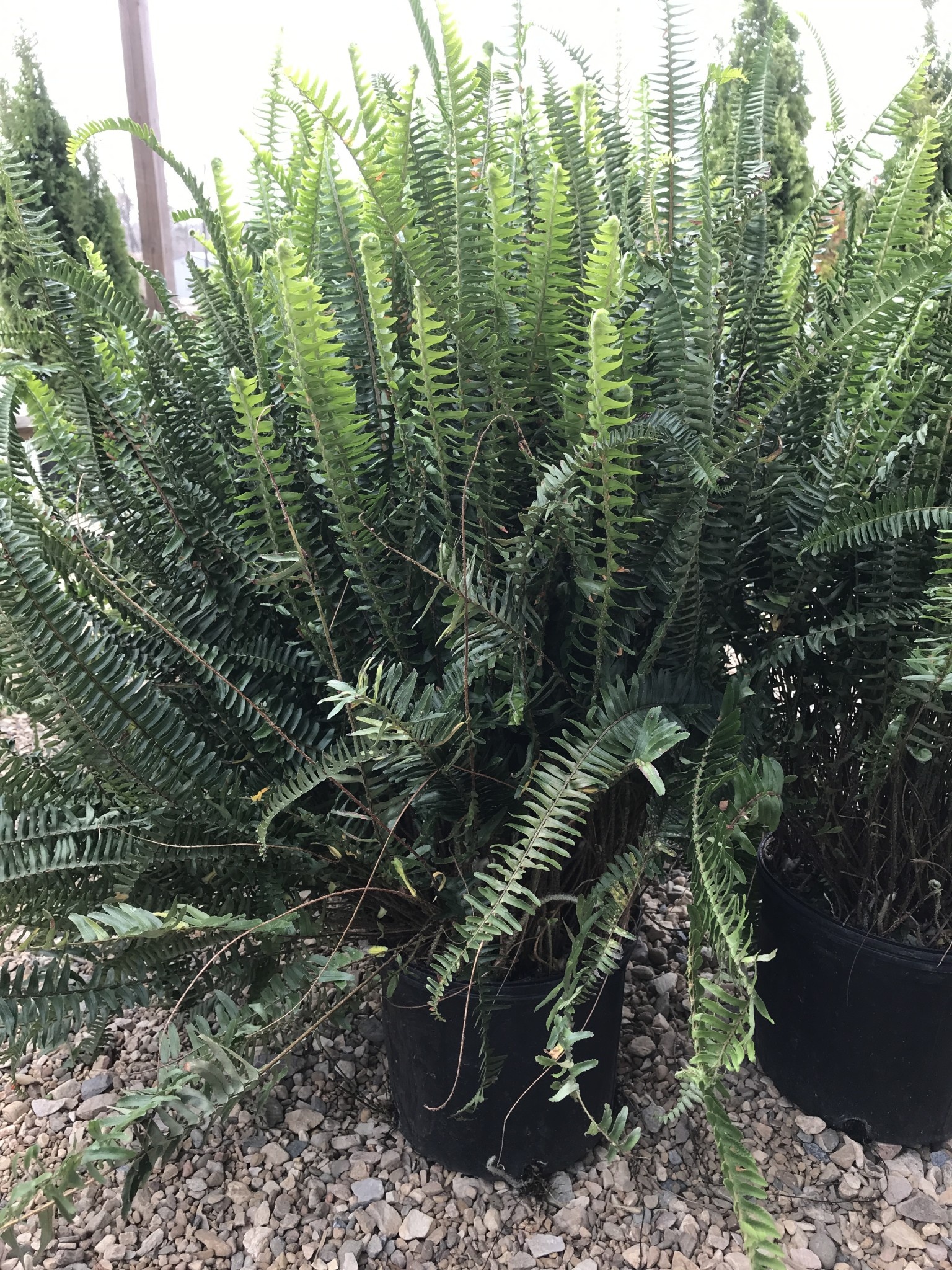 Fern, Nephrolepis obliterata 'Kimberly Queen' 10"