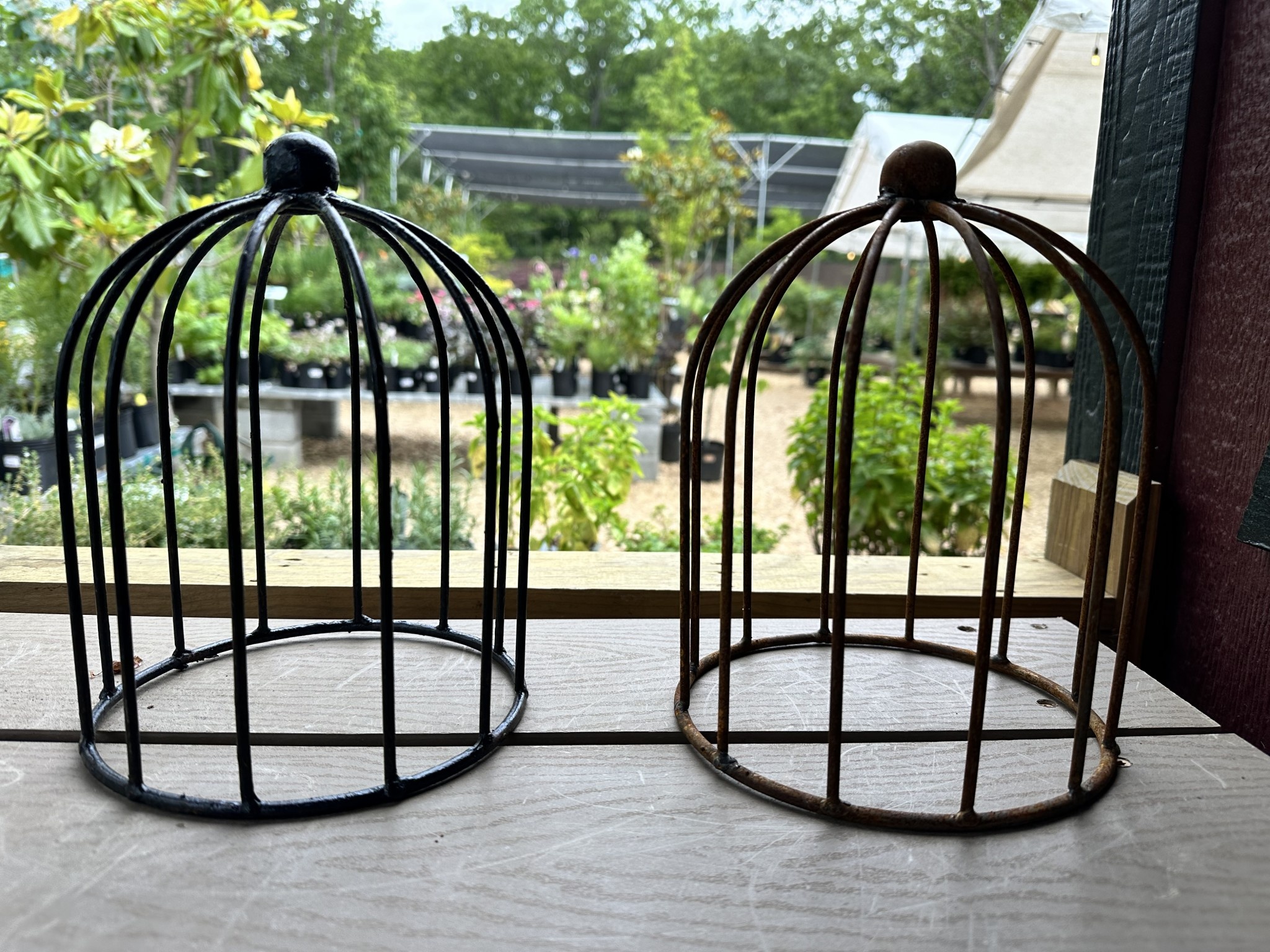 Lilly Topiary | Rust Cloche