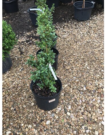 Boxwood, Buxus sempervirens 'Dee Runk' 3G