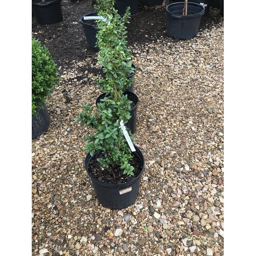 Boxwood, Buxus sempervirens 'Dee Runk' 3G