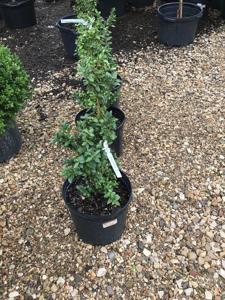 Boxwood, Buxus sempervirens 'Dee Runk' 3G